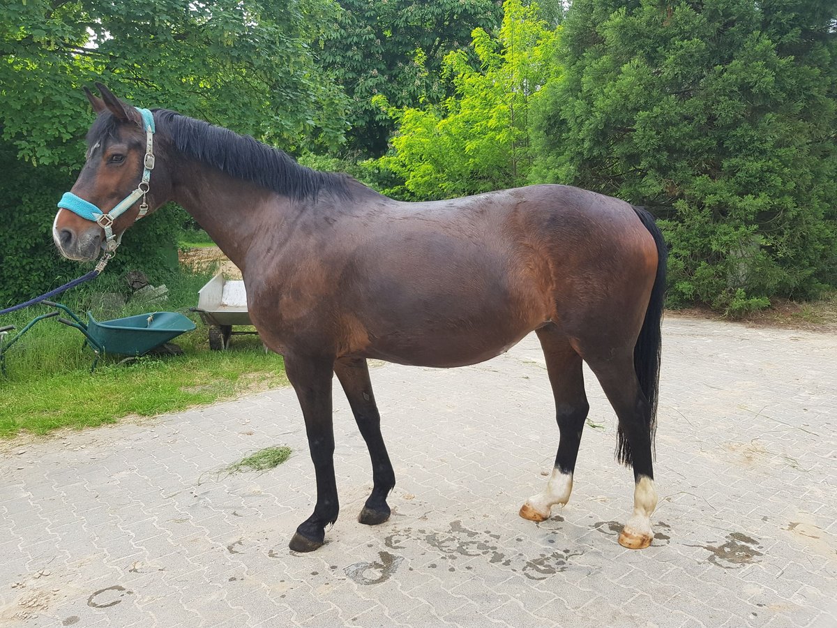 KWPN Merrie 20 Jaar 166 cm Bruin in Karben