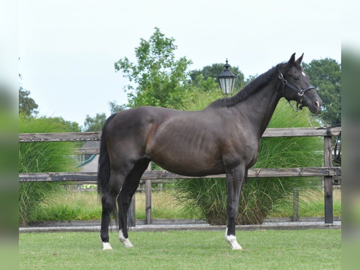 KWPN Merrie 23 Jaar 165 cm Zwart in Lunteren