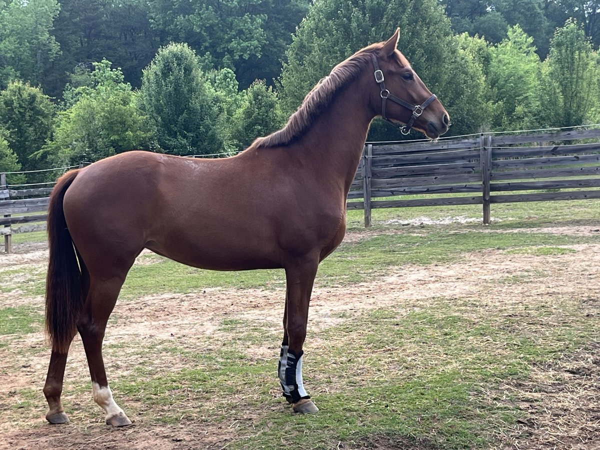 KWPN Merrie 2 Jaar 157 cm Donkere-vos in Inman, SC