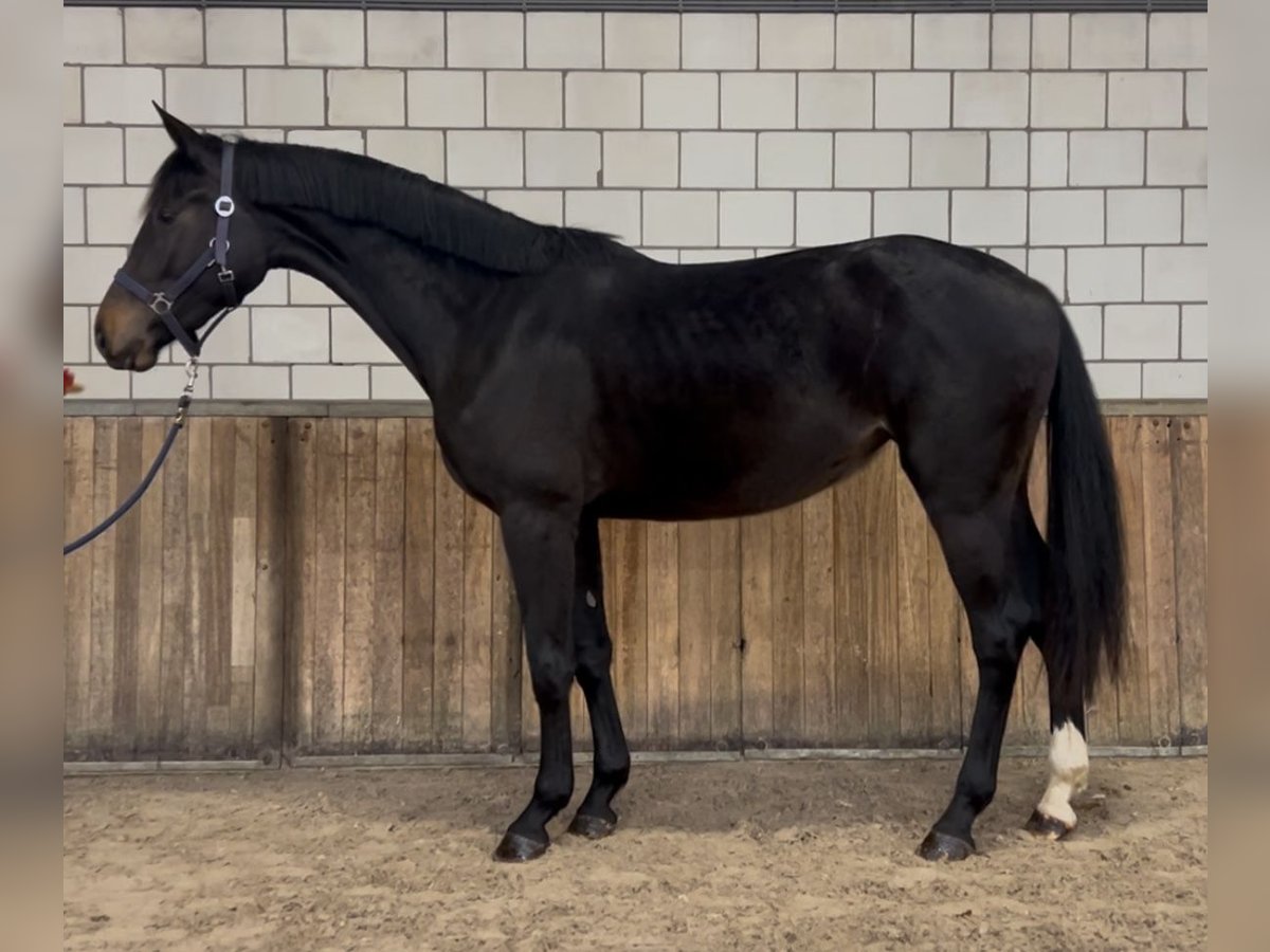 KWPN Merrie 2 Jaar 165 cm Zwartbruin in Oud Gastel