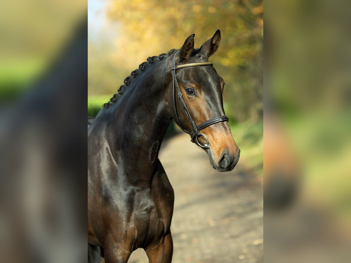 KWPN Merrie 2 Jaar 167 cm Bruin in Hoeven