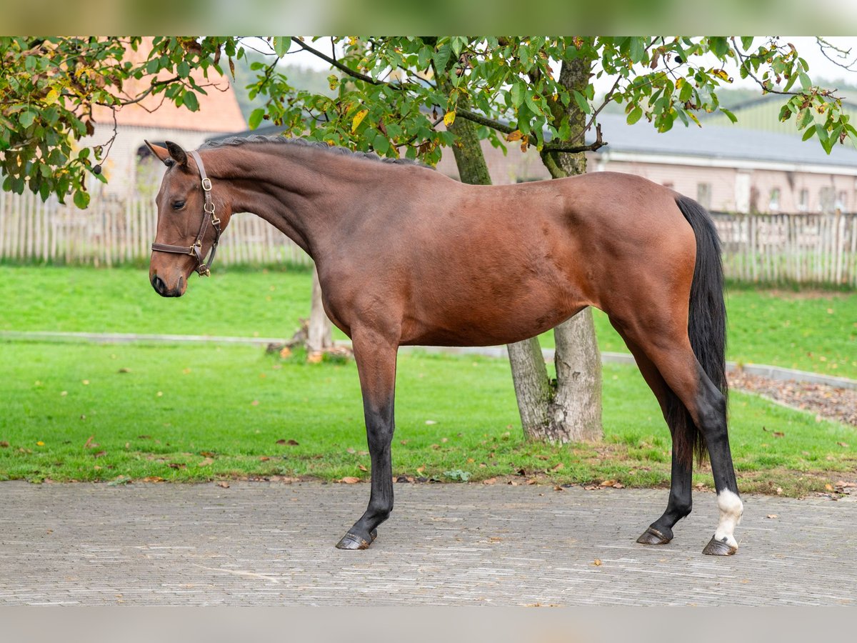 KWPN Merrie 2 Jaar 167 cm Bruin in Veghel