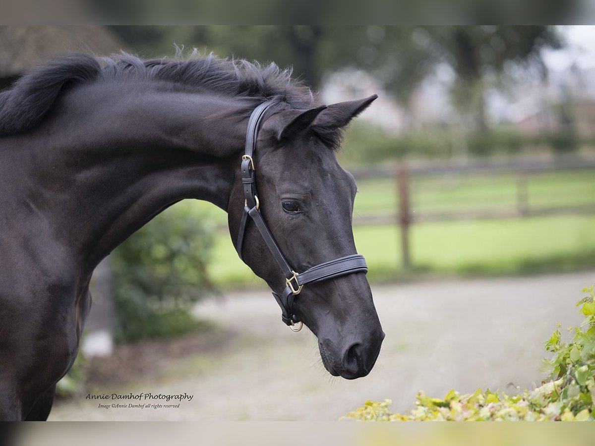 KWPN Merrie 2 Jaar 170 cm Donkerbruin in Wapse