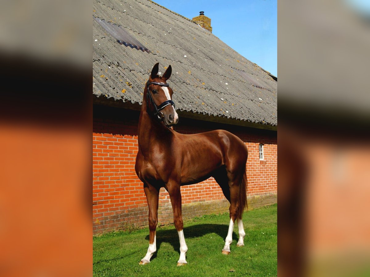 KWPN Merrie 3 Jaar 153 cm Lichtbruin in Noordlaren