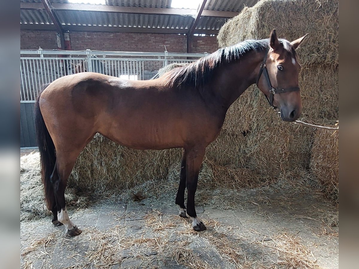 KWPN Merrie 3 Jaar 160 cm Bruin in Wouwse Plantage