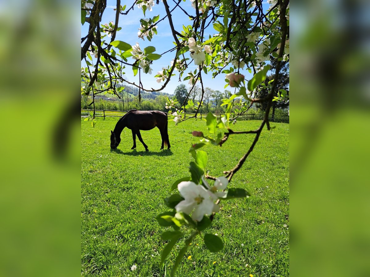 KWPN Mix Merrie 3 Jaar 160 cm Donkerbruin in Oberndorf an der Melk