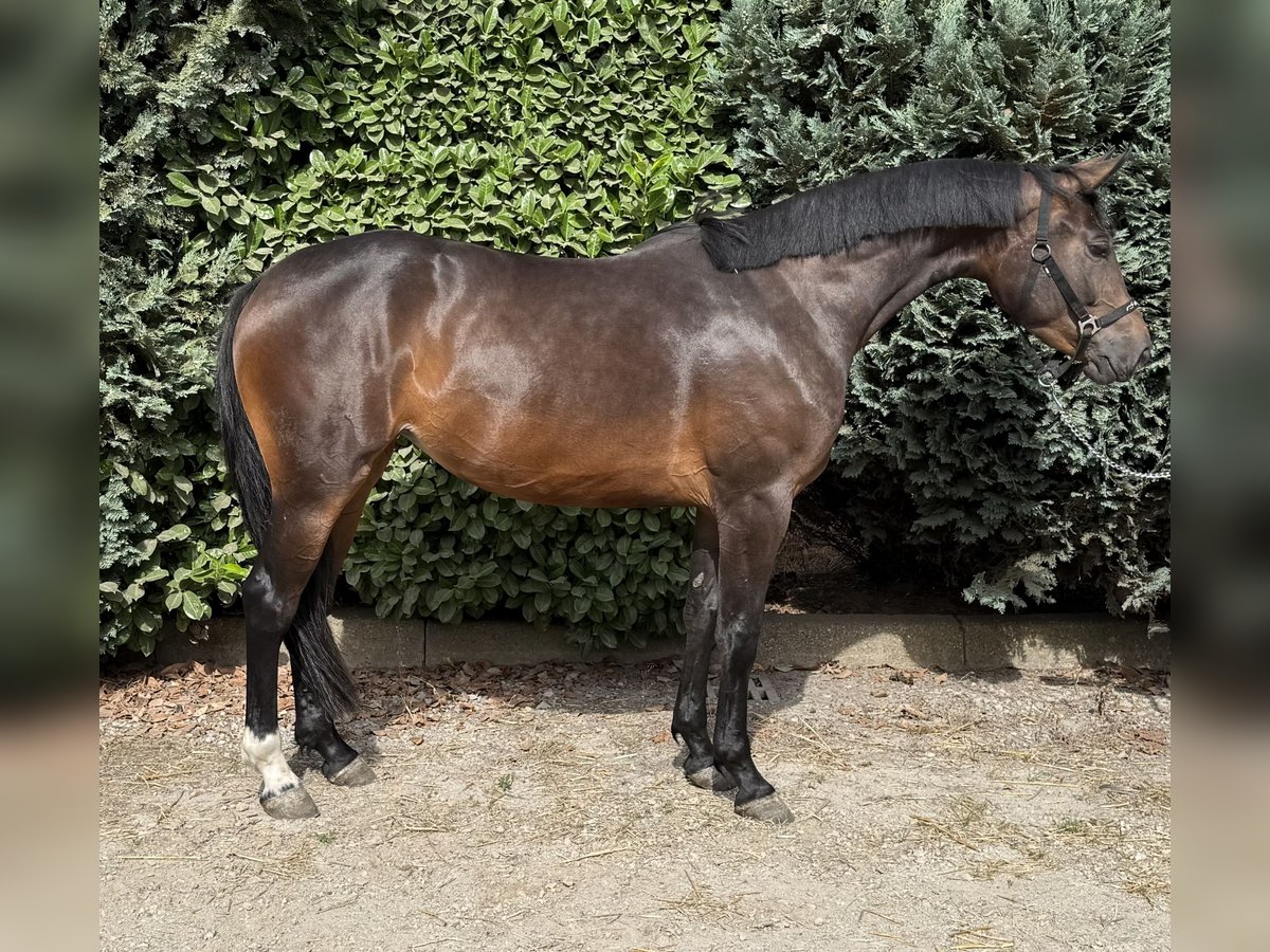 KWPN Merrie 3 Jaar 161 cm Donkerbruin in Oud Gastel