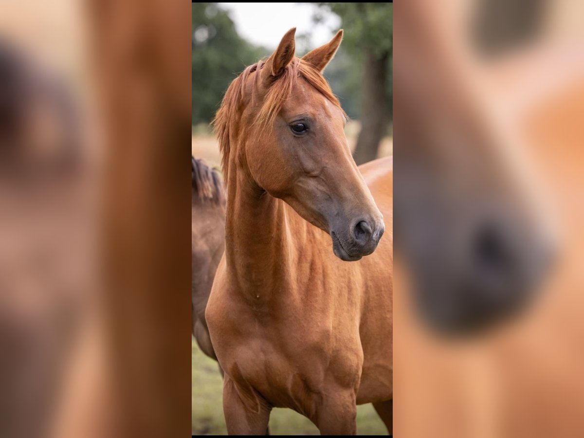 KWPN Merrie 3 Jaar 162 cm Vos in Winnenden