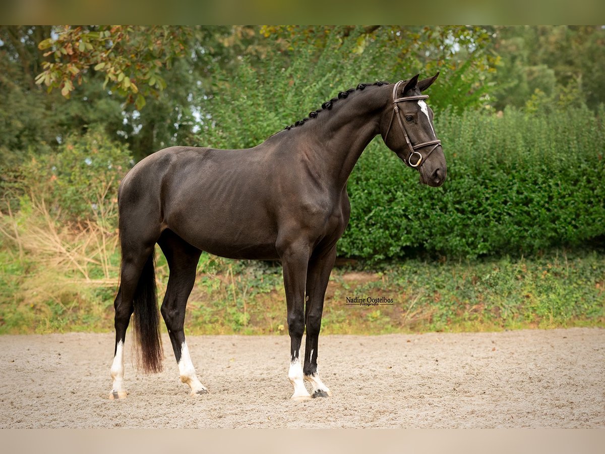 KWPN Merrie 3 Jaar 162 cm Zwart in Drongelen