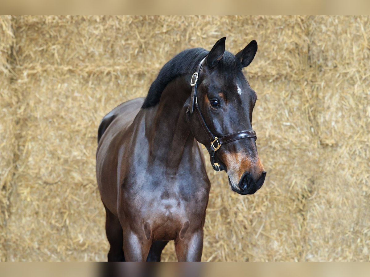 KWPN Merrie 3 Jaar 162 cm Zwartbruin in Moergestel