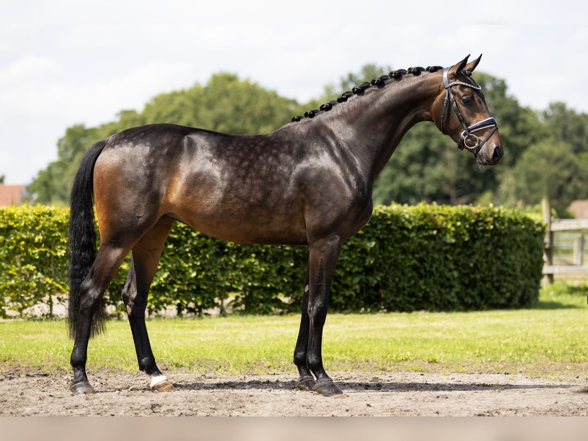 KWPN Merrie 3 Jaar 163 cm Donkerbruin in Vledderveen