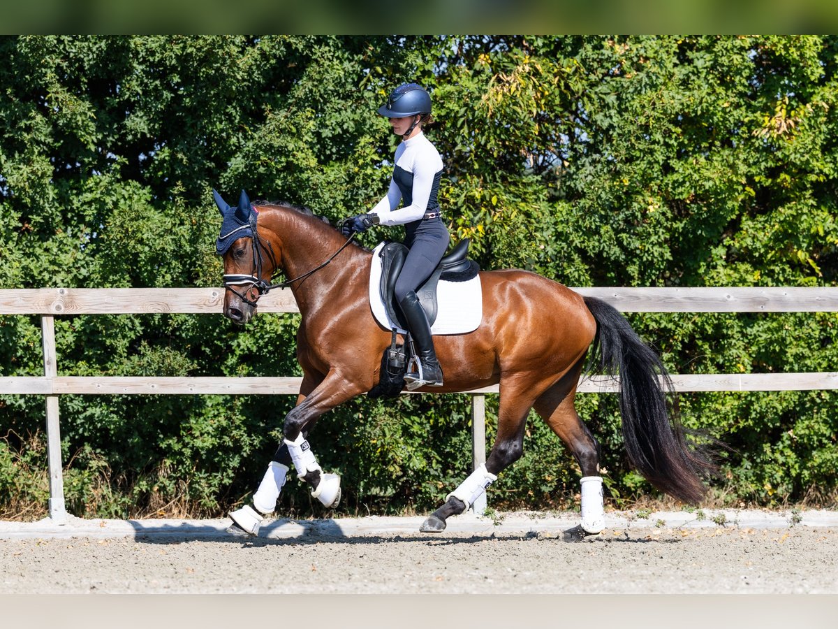 KWPN Merrie 3 Jaar 163 cm Roodbruin in Hardinxveld-Giessendam
