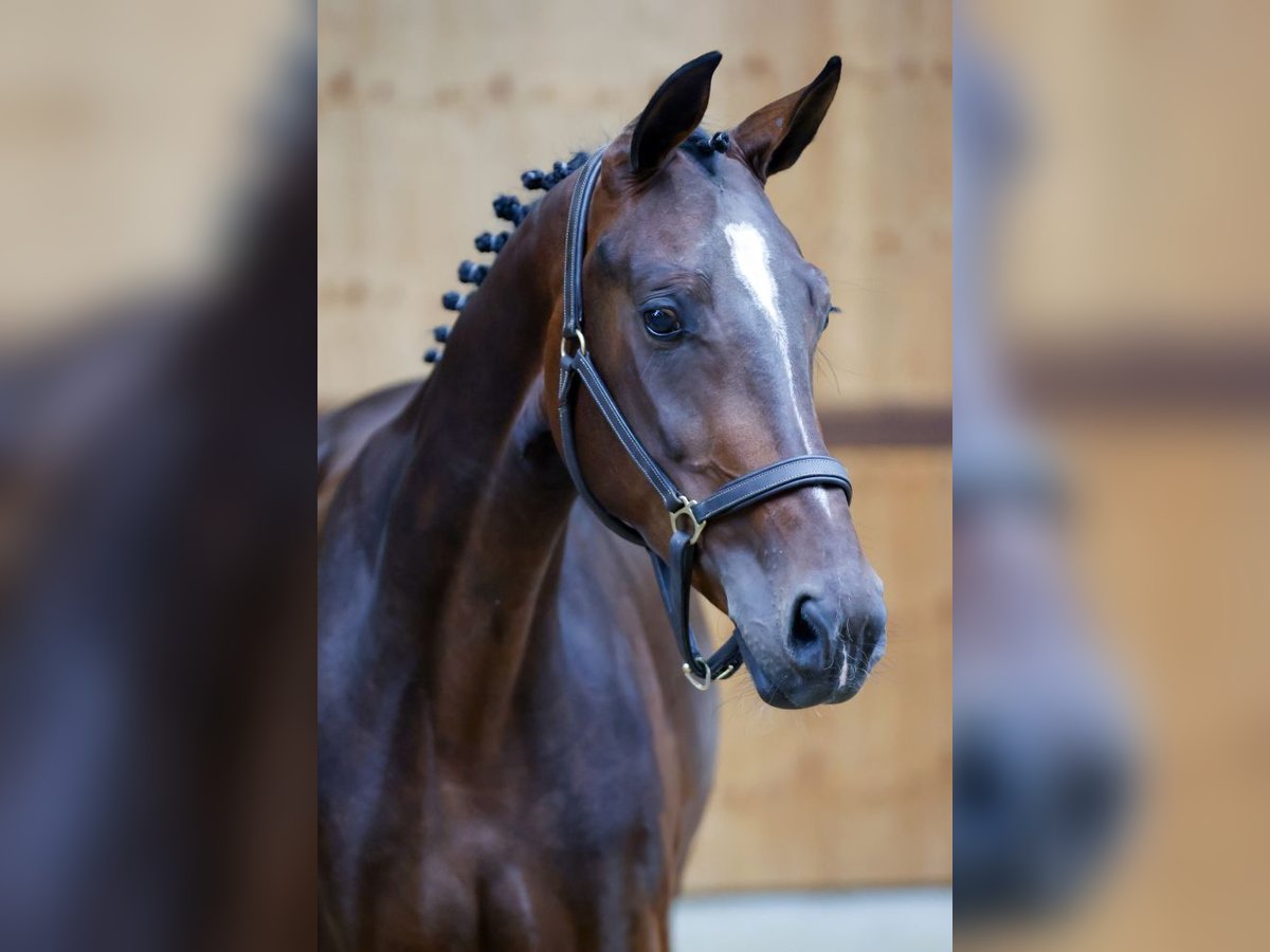 KWPN Merrie 3 Jaar 164 cm Donkerbruin in Kinrooi