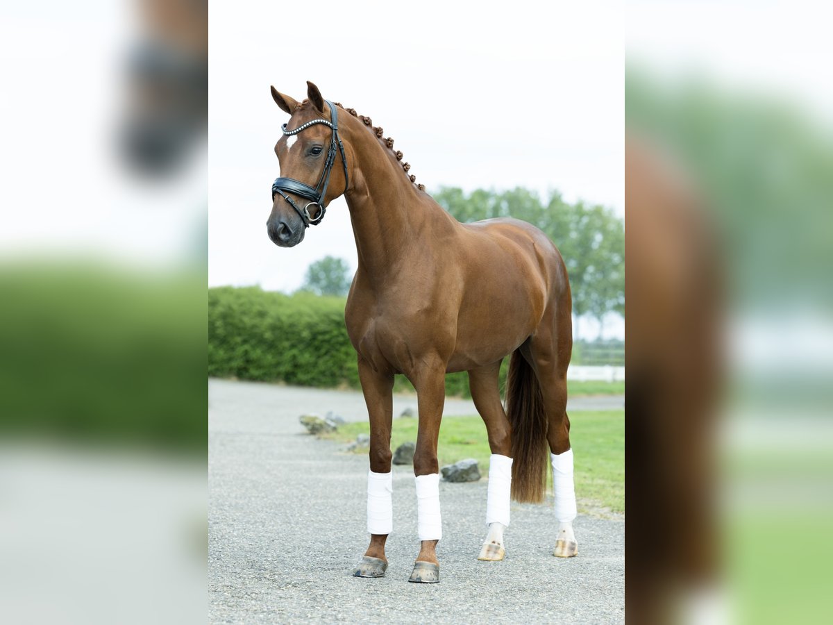 KWPN Merrie 3 Jaar 164 cm Vos in Velddriel