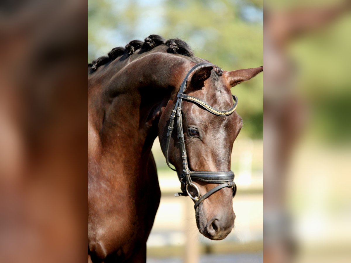 KWPN Merrie 3 Jaar 164 cm Zwart in Xanten