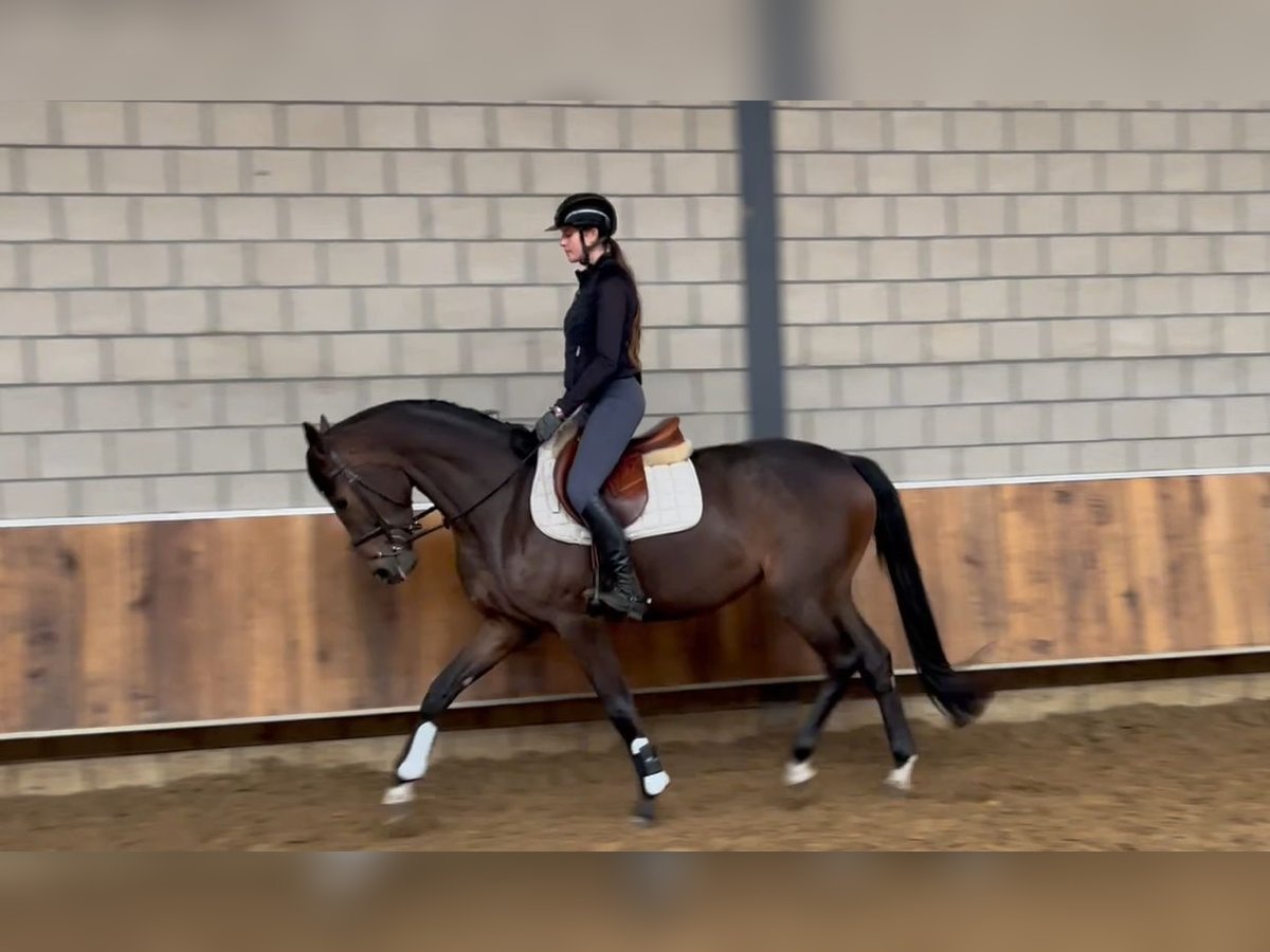 KWPN Merrie 3 Jaar 165 cm Donkerbruin in Kleve