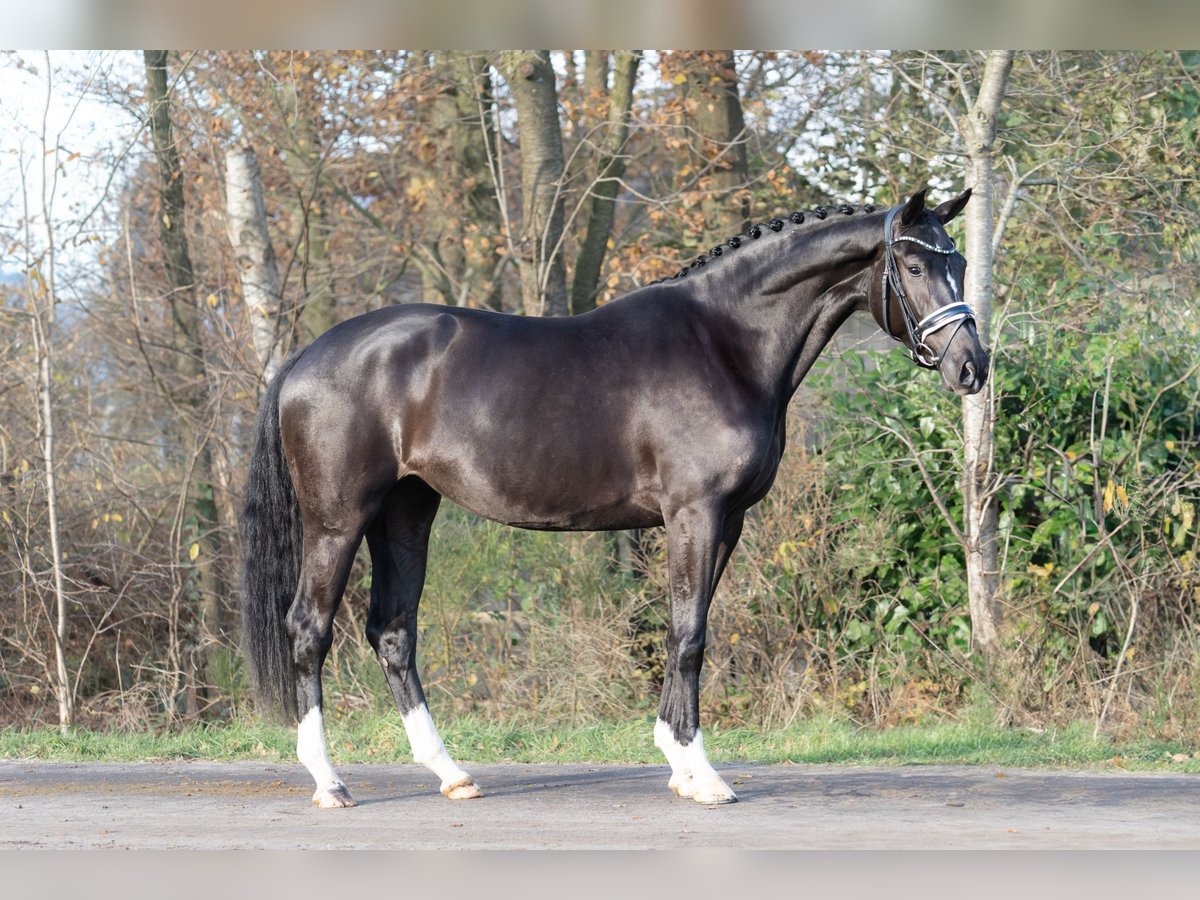 KWPN Merrie 3 Jaar 165 cm Zwart in Oosterhout