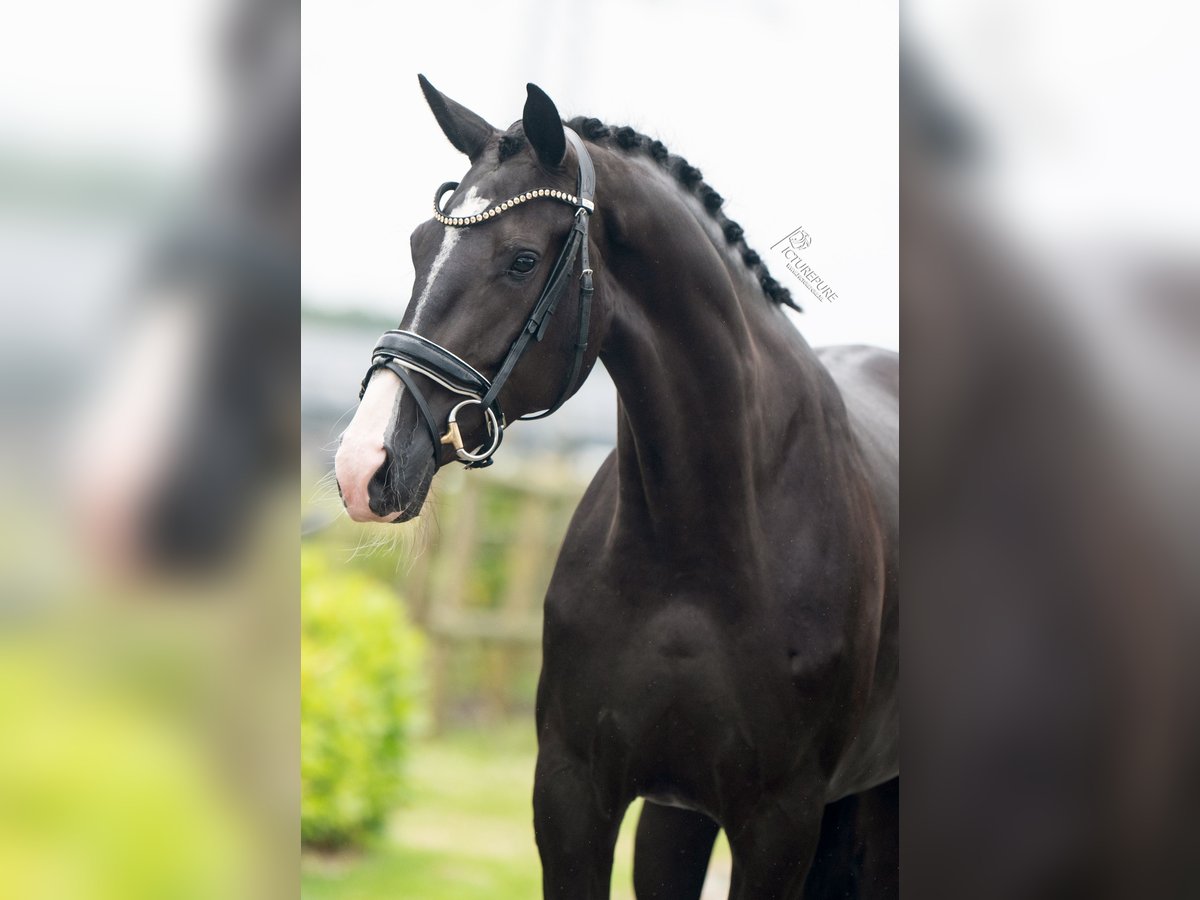 KWPN Merrie 3 Jaar 165 cm Zwart in Weert