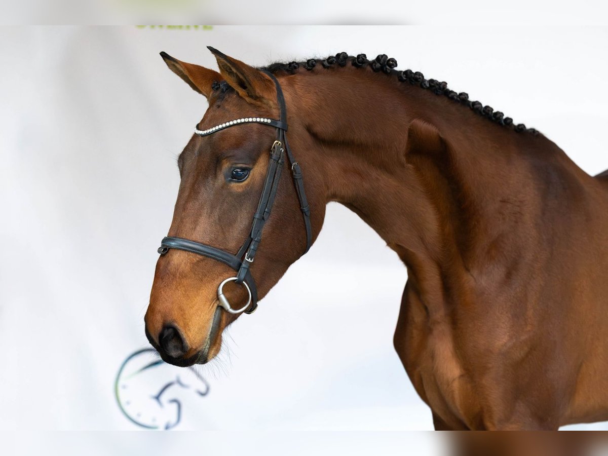 KWPN Merrie 3 Jaar 167 cm Bruin in Heerde