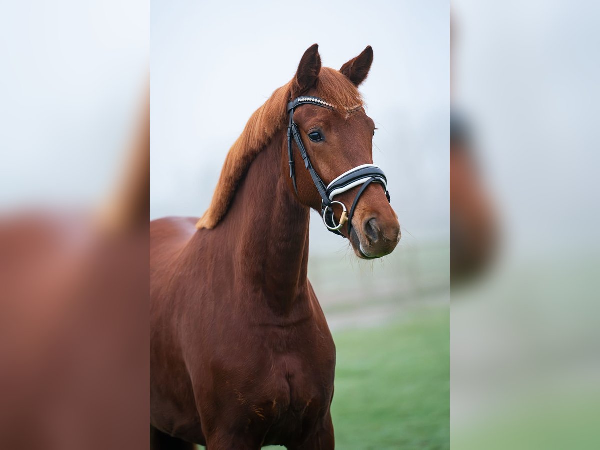 KWPN Merrie 3 Jaar 168 cm Vos in Rijnsburg