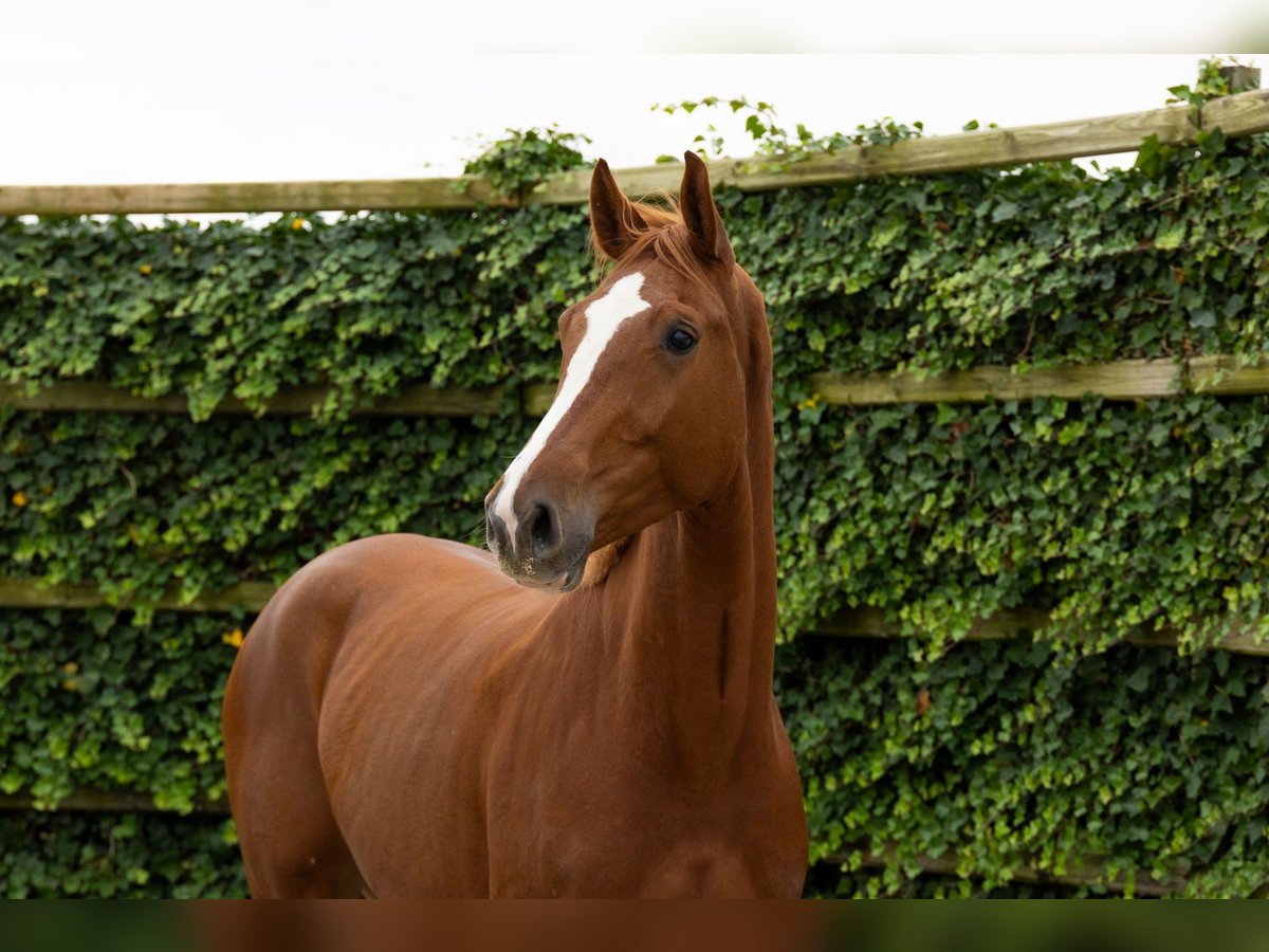 KWPN Merrie 3 Jaar 168 cm Vos in Waddinxveen