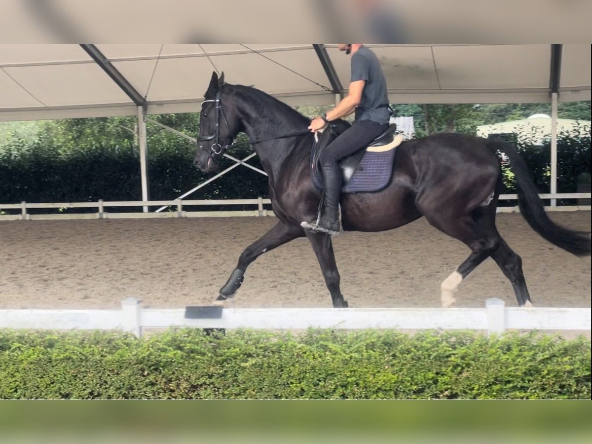 KWPN Merrie 3 Jaar 168 cm Zwart in Lippelo