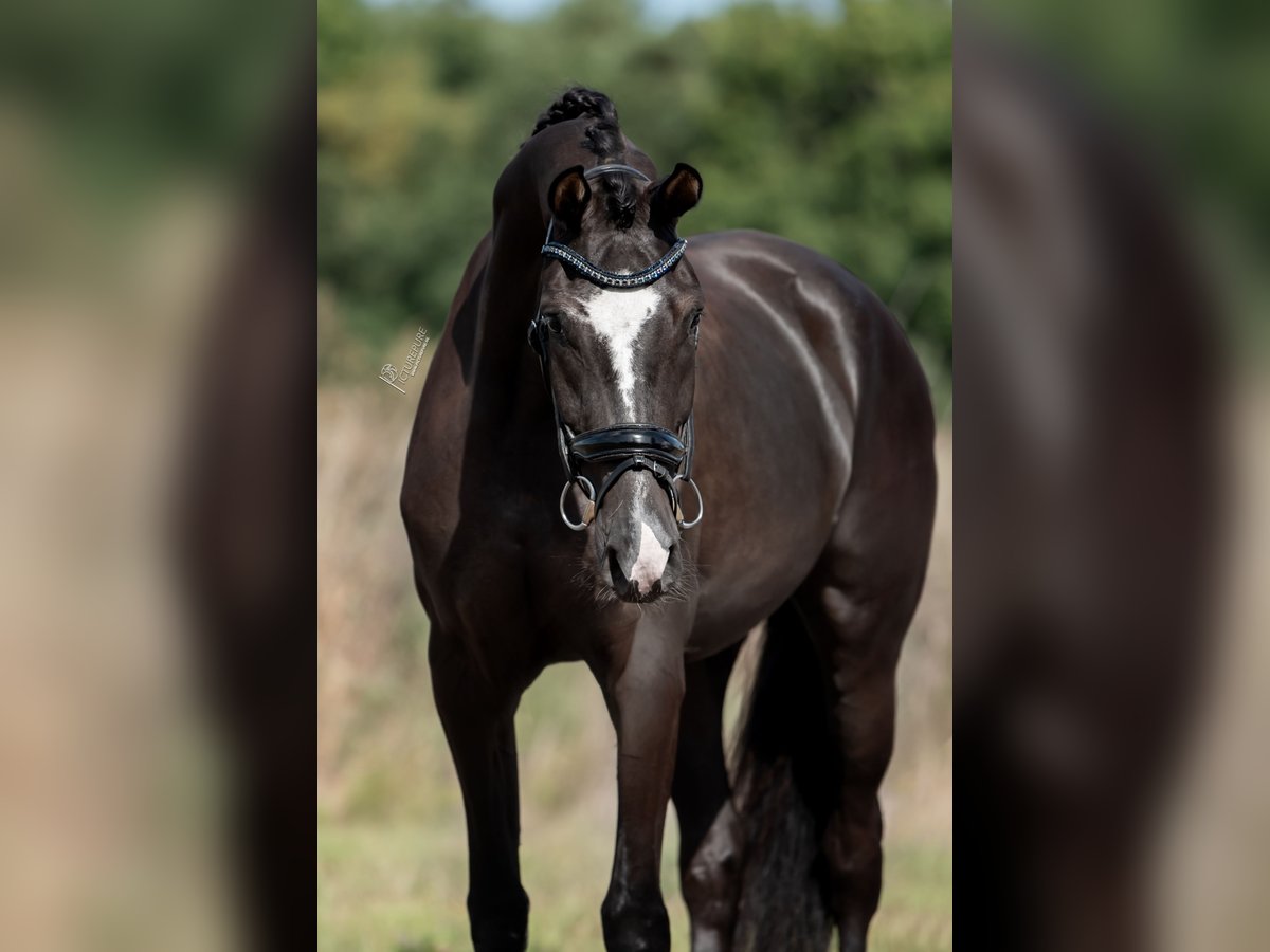 KWPN Merrie 3 Jaar 169 cm Donkerbruin in Belgie