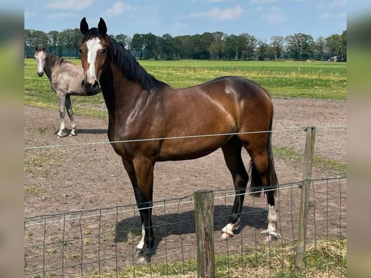 KWPN Merrie 3 Jaar 170 cm Bruin in Gieten