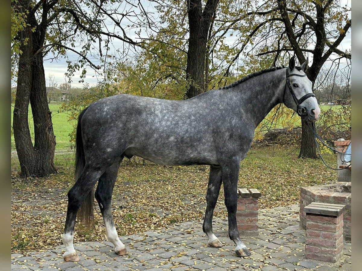 KWPN Merrie 3 Jaar 172 cm Schimmel in Bekescsaba