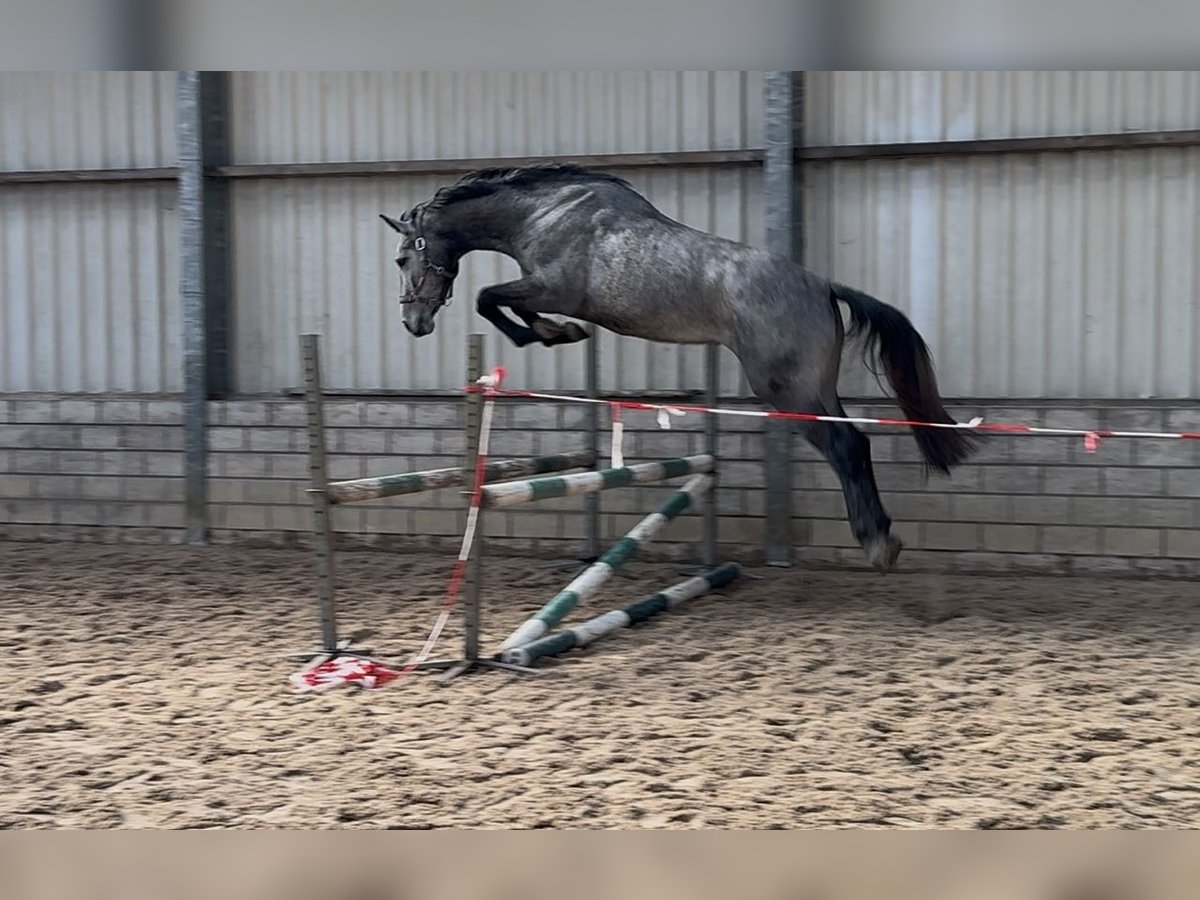 KWPN Merrie 3 Jaar 172 cm Schimmel in Schijndel
