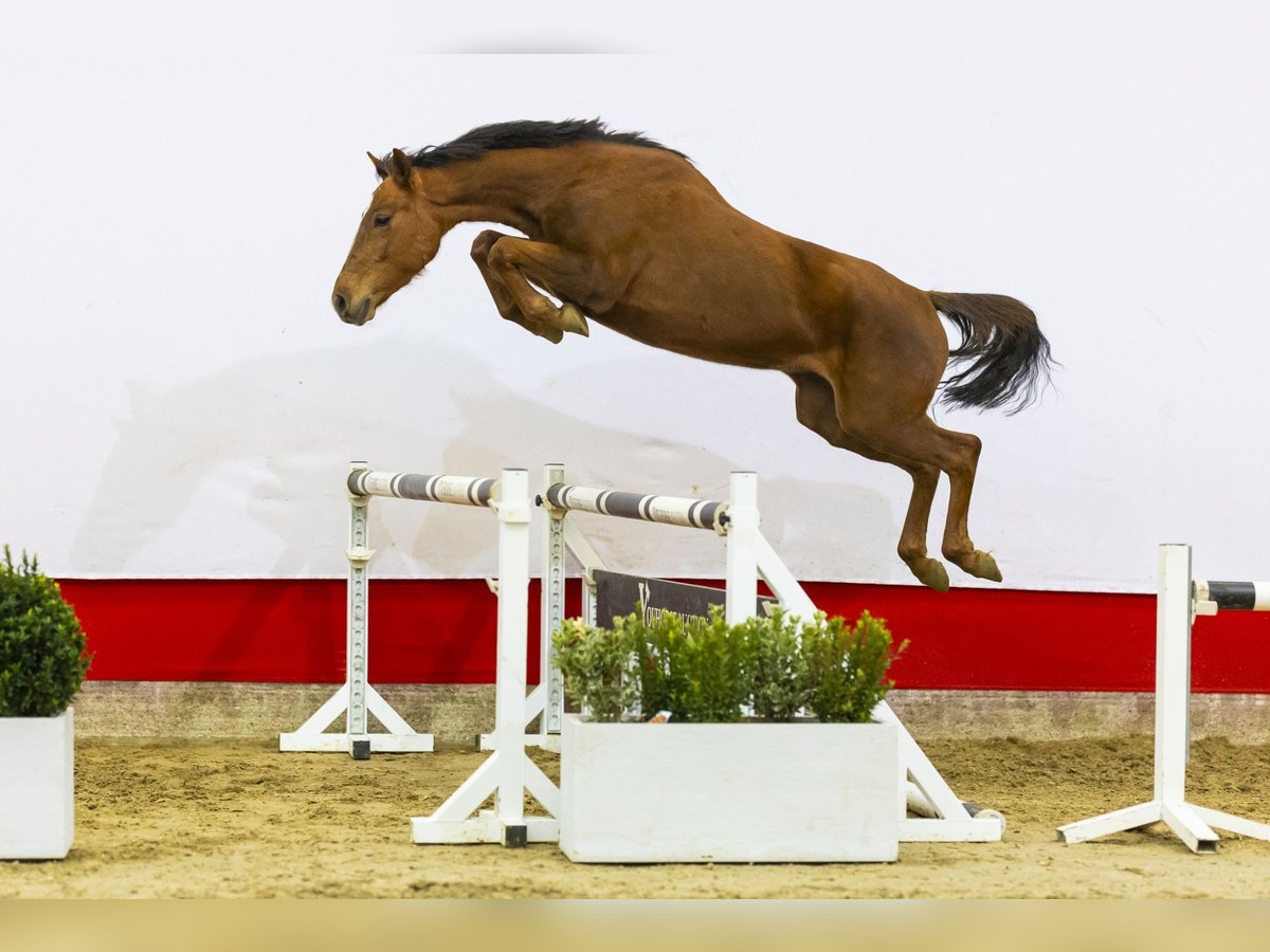 KWPN Merrie 4 Jaar 154 cm Vos in Waddinxveen