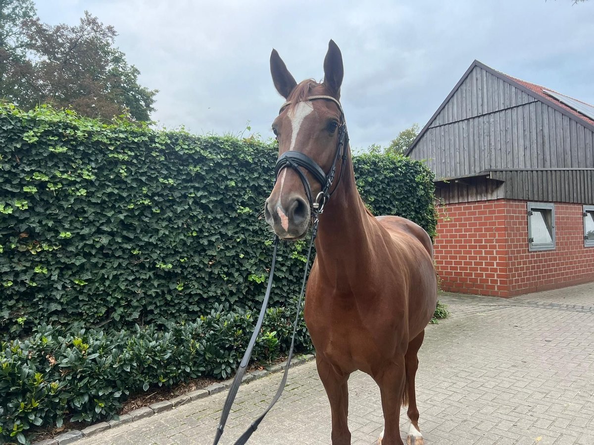 KWPN Merrie 4 Jaar 163 cm Vos in HAGEN AM TEUTEBURGUER