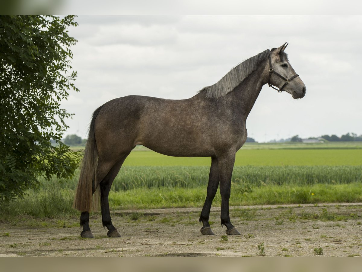 KWPN Merrie 4 Jaar 164 cm Schimmel in Dronten