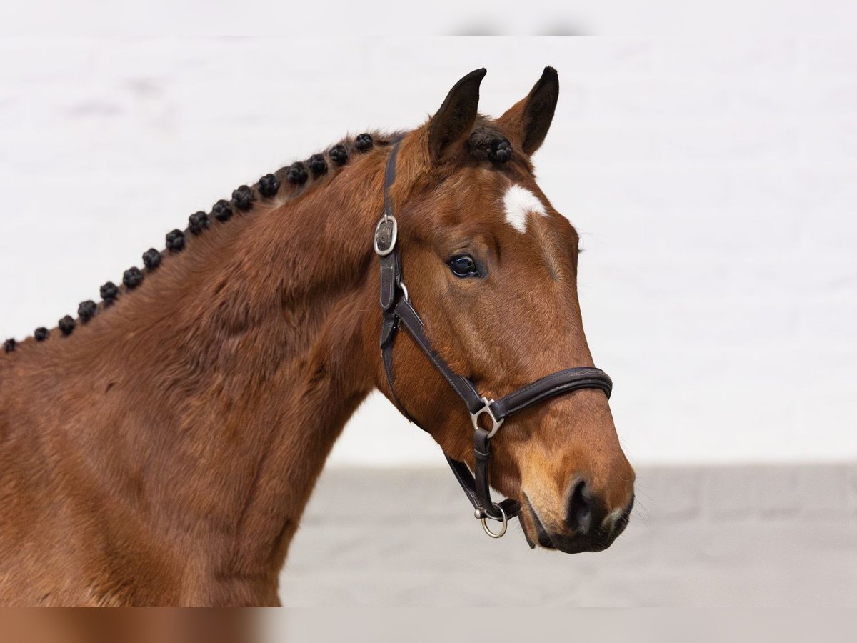 KWPN Merrie 4 Jaar 165 cm Bruin in Heerde