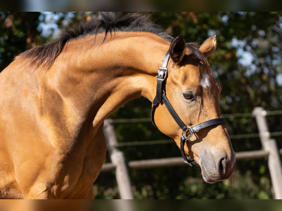 KWPN Merrie 4 Jaar 165 cm Buckskin in Ulicoten