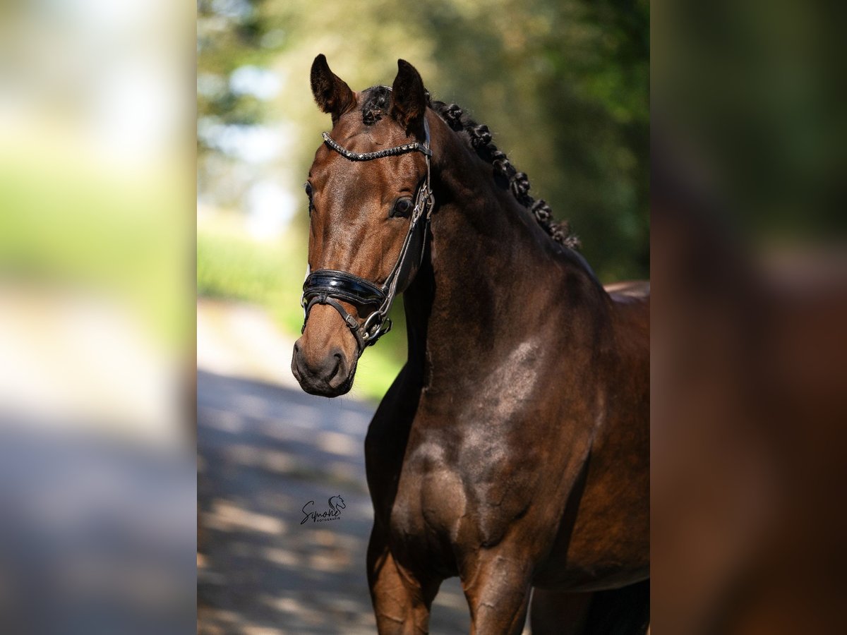 KWPN Merrie 4 Jaar 165 cm Donkerbruin in Kalmthout