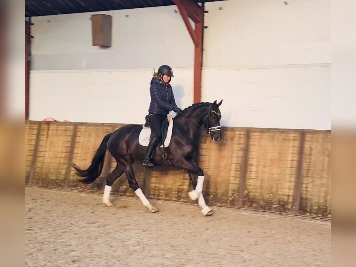 KWPN Merrie 4 Jaar 165 cm Zwart in Oosterhout