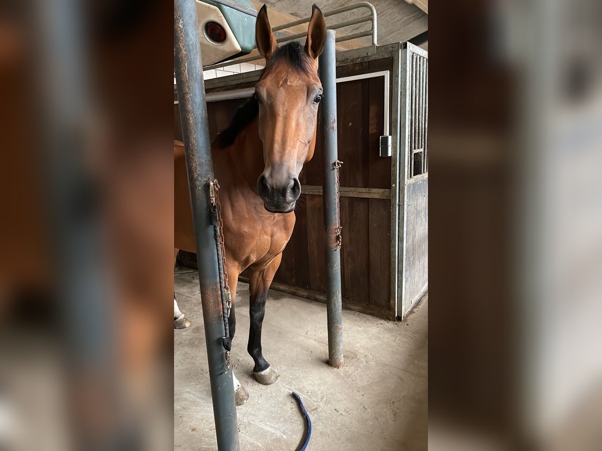 KWPN Merrie 4 Jaar 166 cm Bruin in Uden