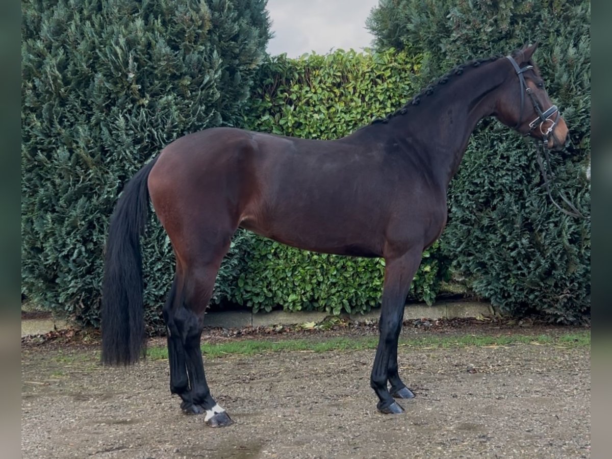 KWPN Merrie 4 Jaar 166 cm Donkerbruin in Oud Gastel