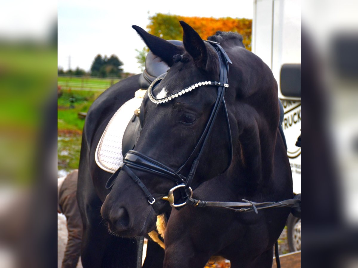 KWPN Merrie 4 Jaar 166 cm Zwart in Neuss