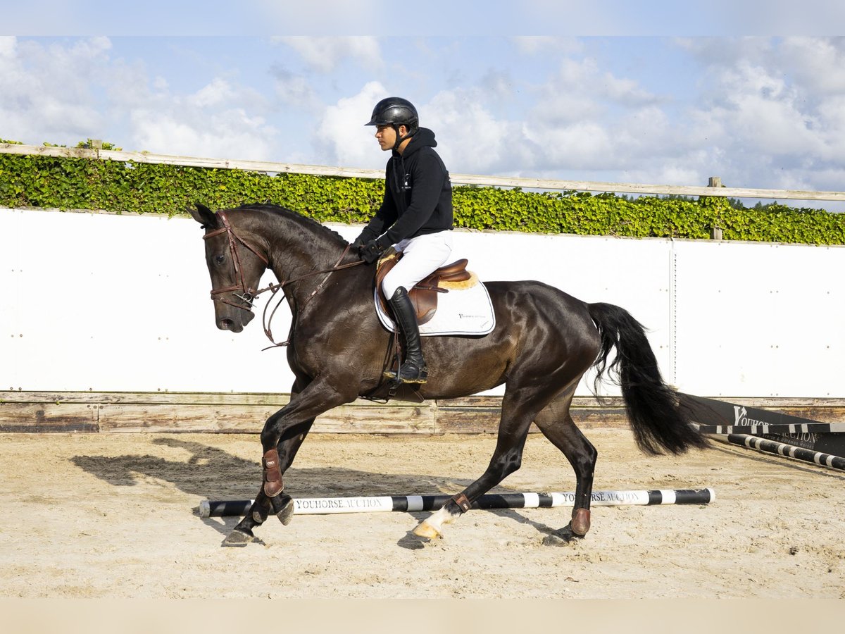 KWPN Merrie 4 Jaar 166 cm Zwart in Waddinxveen
