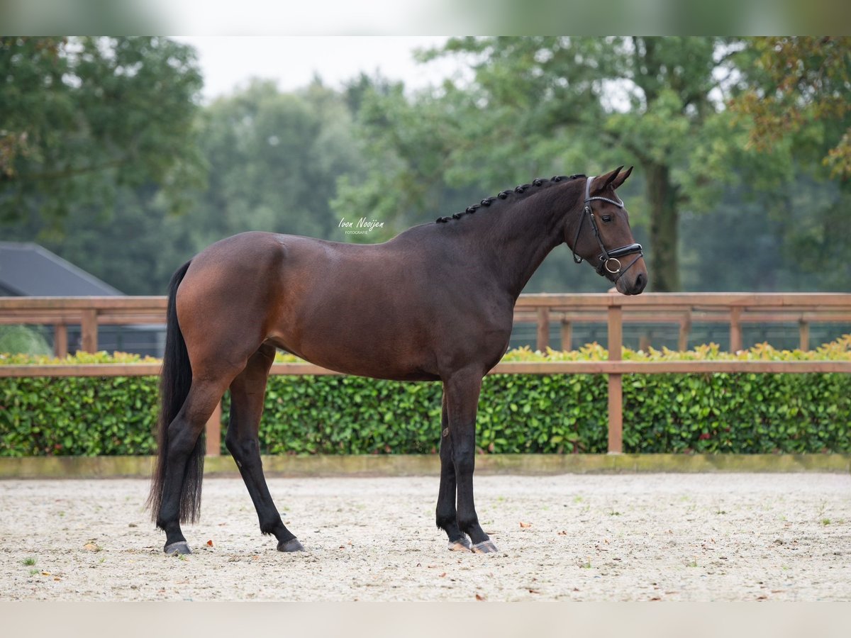 KWPN Merrie 4 Jaar 167 cm Donkerbruin in Horst