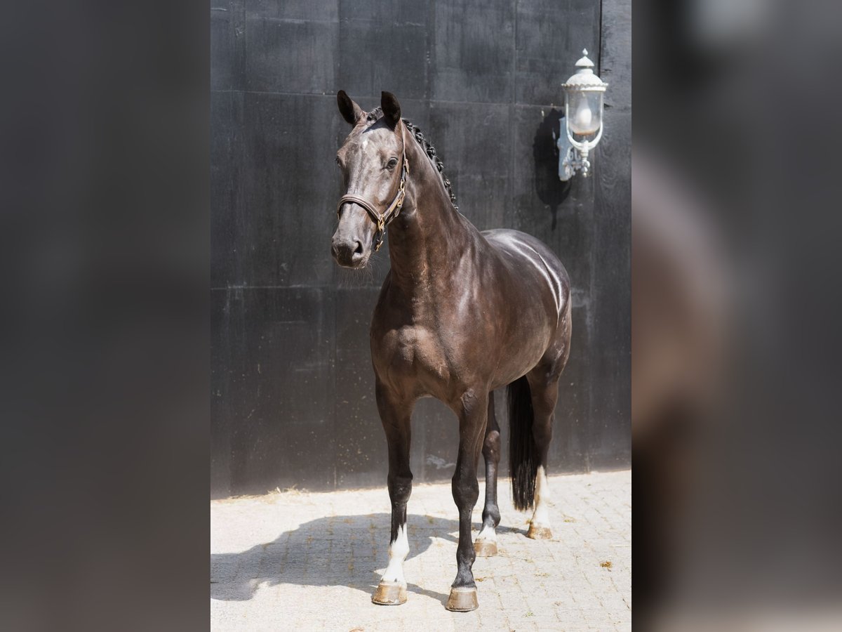 KWPN Merrie 4 Jaar 167 cm Zwart in Oosterhout