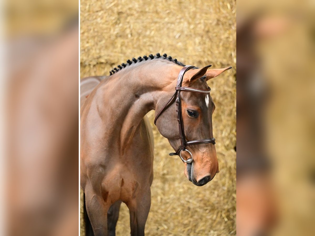 KWPN Merrie 4 Jaar 168 cm Bruin in Bladel