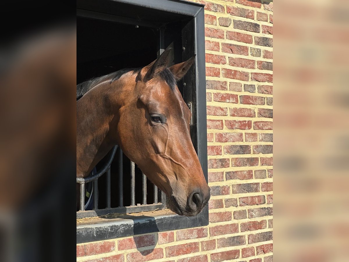KWPN Merrie 4 Jaar 168 cm Donkerbruin in Groningen