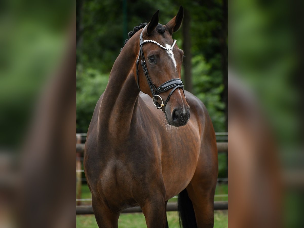 KWPN Merrie 4 Jaar 168 cm Donkerbruin in Loon op Zand