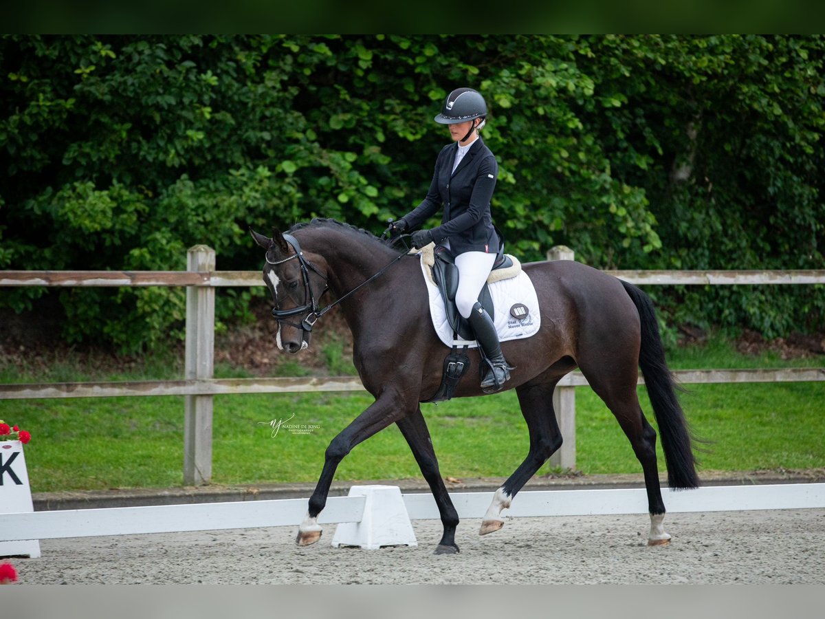 KWPN Merrie 4 Jaar 168 cm Donkerbruin in Rheezerveen