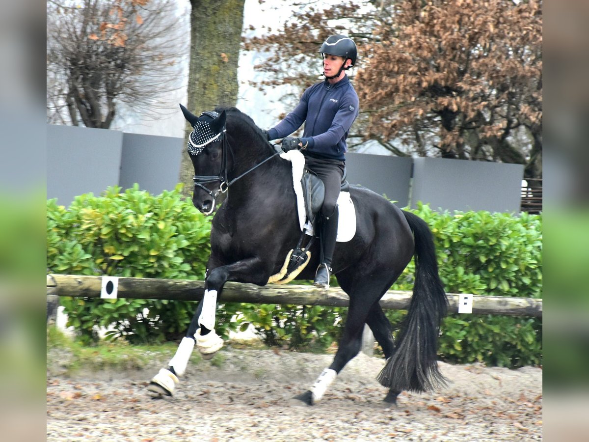 KWPN Merrie 4 Jaar 168 cm Zwart in Neuss