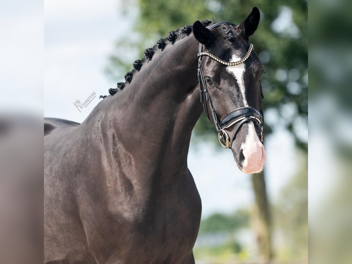 KWPN Merrie 4 Jaar 168 cm Zwart in Weert