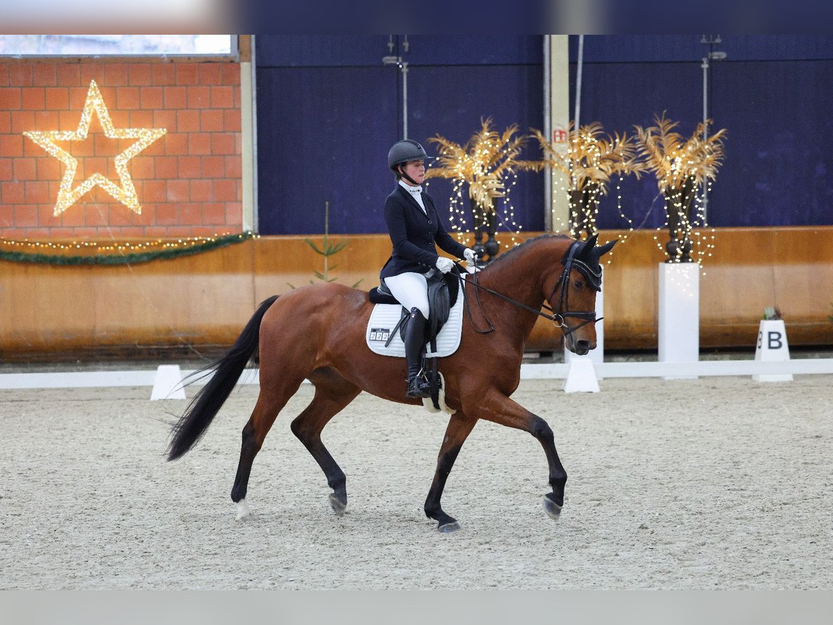 KWPN Merrie 4 Jaar 169 cm Bruin in Goch